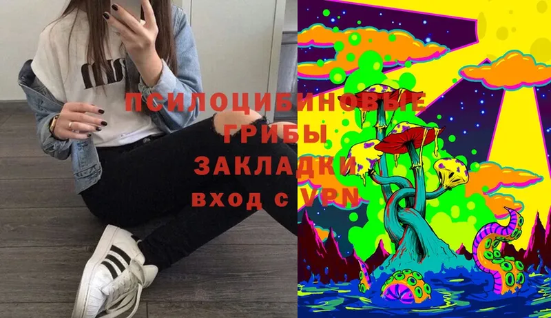 Псилоцибиновые грибы Cubensis  сайты даркнета клад  Александровск 